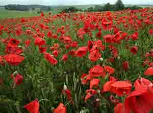 poppyfield